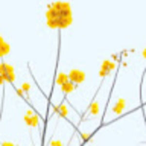 Meet your Posher, Yuko